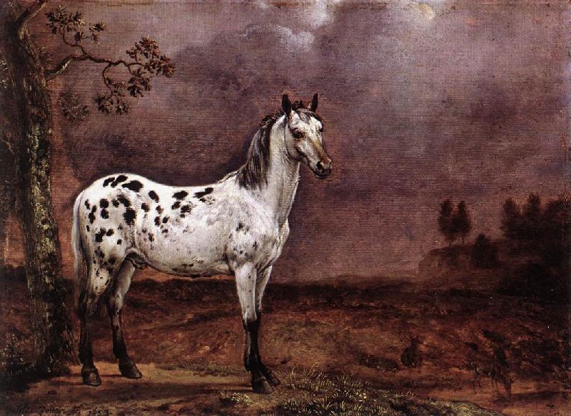 POTTER, Paulus The Spotted Horse af Germany oil painting art